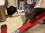 Adopt Casper a Gray or Blue Domestic Shorthair / Mixed (short coat) cat in