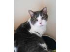 Adopt Tom a White Domestic Shorthair / Domestic Shorthair / Mixed cat in Pequot