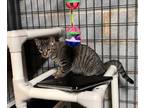 Adopt Sparkle a Brown or Chocolate Domestic Shorthair / Domestic Shorthair /
