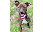 Adopt Luna Lu a Brown/Chocolate Plott Hound / Mixed dog in Anderson