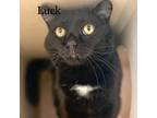 Adopt Luck 23213 a All Black Domestic Shorthair / Mixed cat in Escanaba