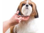 Business For Sale: Pet Grooming