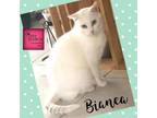 Adopt Bianca a White Domestic Shorthair / Mixed cat in Washington, PA (28582616)