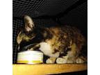 Adopt Davidson a Domestic Shorthair / Mixed (short coat) cat in Ocala