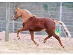 Gorgeous Chestnut Gelding