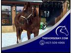 Registered Liver Chestnut AQHA Gelding - Available on [url removed]