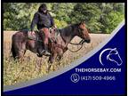 Bay Roan AQHA Registered Mare - Available on [url removed]