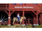 MFTHBA (Foxtrotter) Buckskin Gaited/Natural Horsemanship/Trail Gelding