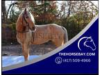 Flashy Registered Palomino Missouri FoxTrotter Gelding - Available on