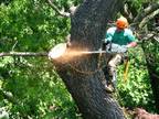 Business For Sale: Well Established Commercial Tree Service