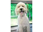 Business For Sale: Mobile Pet Grooming