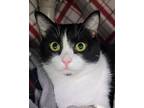 Adopt Alessia a Black & White or Tuxedo Domestic Shorthair (short coat) cat in