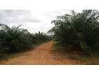 Business For Sale: Oil Palm Plantation For Sale