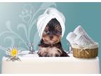 Business For Sale: Charming Pet Grooming Salon