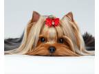 Business For Sale: Profitable Dog Grooming Salon