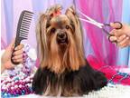 Business For Sale: Profitable Open Concept Pet Groomers