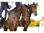 Business For Sale: Wholesaler & Retailer Of Equestrian Products