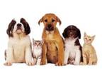Business For Sale: Established Veterinary Practice For Sale