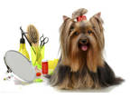 Business For Sale: Pet Grooming And Supplies
