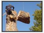 Business For Sale: High Cash Flow Tree Service Company
