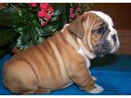 Business For Sale: Fc English Bulldog Pups For Sale