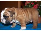 Business For Sale: Good English Bulldog Pups For Sale