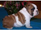 Business For Sale: Available English Bulldog Puppies For Sale