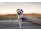 Business For Sale: Mobile Ice Cream Business