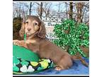 Dachshund Puppy for sale in Mountain View, AR, USA