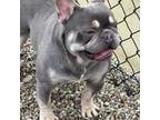 French Bulldog Puppy for sale in Portland, IN, USA