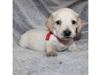 Dachshund Puppy for sale in Little Rock, AR, USA