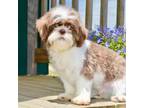 Shih Tzu Puppy for sale in Anderson, MO, USA