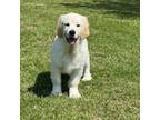 Golden Retriever Puppy for sale in Altamont, IL, USA