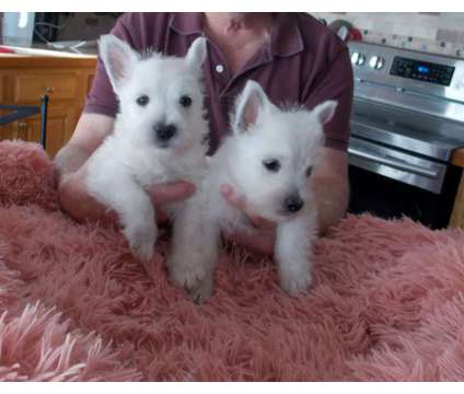 West Highland White Terrier pups is a White Female West Highland White Terrier Puppy For Sale in Litchfield ME