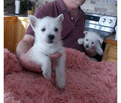 West Highland White Terrier pups is a White Female West Highland White Terrier Puppy For Sale in Litchfield ME