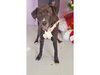 Adopt Runa a Labrador Retriever, Mixed Breed