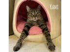 Adopt Kami a Domestic Short Hair