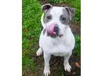 Adopt Zahira a Pit Bull Terrier