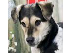Adopt Birdie a Mixed Breed