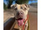Adopt SWEETHEART* a Pit Bull Terrier
