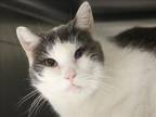 Adopt PAGE* a Domestic Short Hair