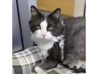 Adopt Bittles a Domestic Medium Hair, Domestic Short Hair