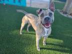 Adopt ECHO a Pit Bull Terrier