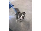 Adopt LUELLA a Pit Bull Terrier