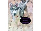 Adopt Bonnie a Husky