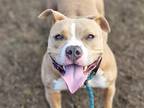 Adopt BAMBI a Staffordshire Bull Terrier, Mixed Breed