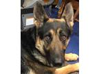 Adopt Diamond a German Shepherd Dog