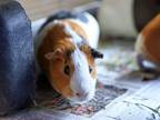 Adopt GINGER a Guinea Pig