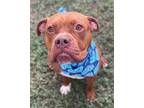 Adopt Star a Pit Bull Terrier, Mastiff