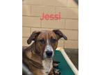 Adopt Jessi a Australian Cattle Dog / Blue Heeler